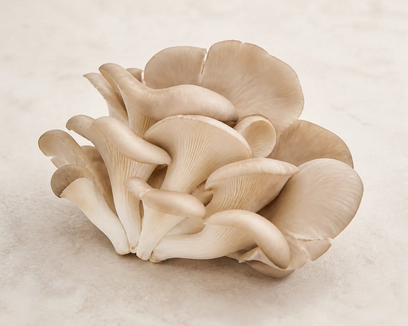Oyster Mushroom — centered product view
